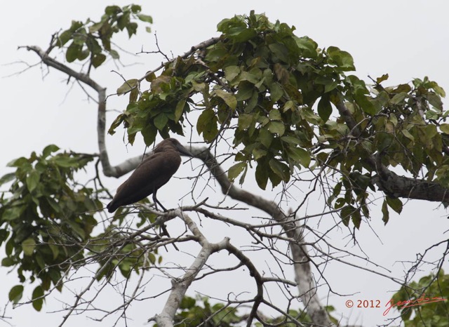 147 LOANGO Inyoungou Riviere Oiseau Ombrette Africaine Scopus umbretta 12E5K2IMG_79254wtmk.jpg